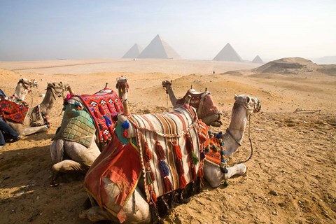 2019-05-26-122229-egypt-cairo-camels-desert-sands-of-giza-pyramids